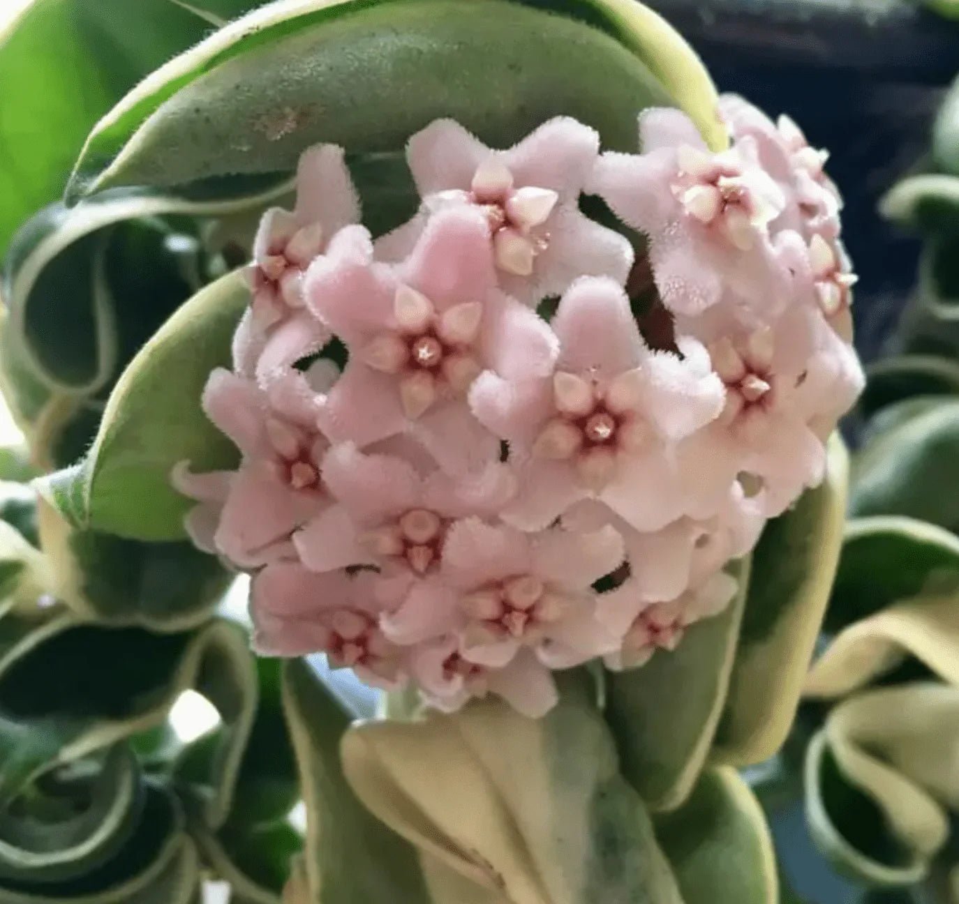 Hoya carnosa 'Compacta' Variegata - Ladybird Nursery