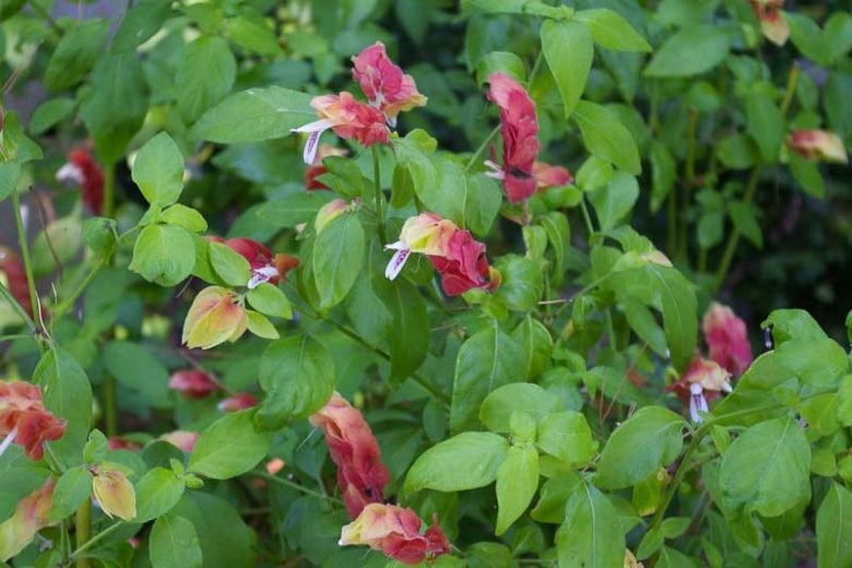 Shrimp Plant (Justicia brandegeeana) - Ladybird Nursery
