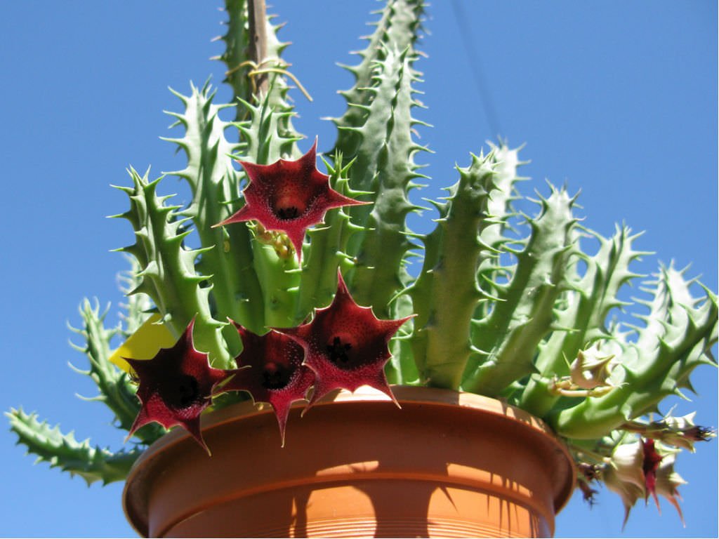 Carrion Flower (Huernia macrocarpa) - Ladybird Nursery