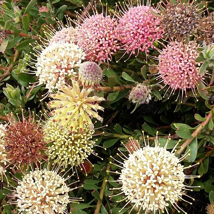 Leucospermum heterophyllum 'Hullabaloo' - Ladybird Nursery
