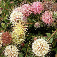 Leucospermum heterophyllum 'Hullabaloo' - Ladybird Nursery