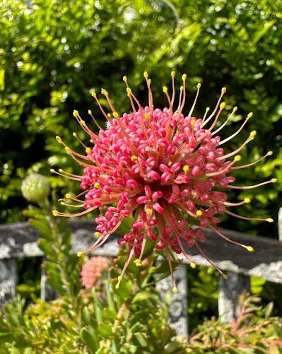 Leucospermum heterophyllum 'Hullabaloo' - Ladybird Nursery