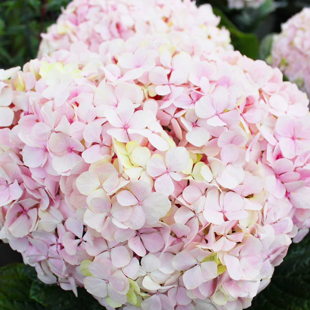 Hydrangea Avantegarde