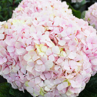 Hydrangea Avantegarde - Ladybird Nursery