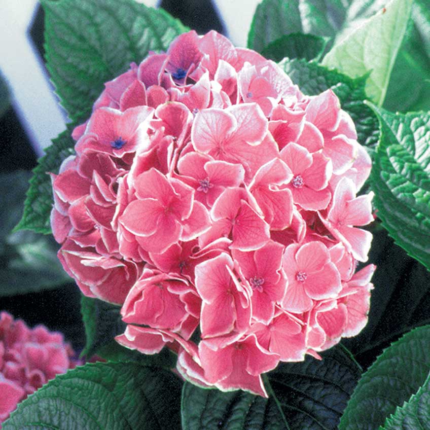 Hydrangea Pink (Hydrangea spp.)