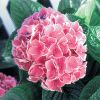 Hydrangea Pink (Hydrangea spp.) - Ladybird Nursery