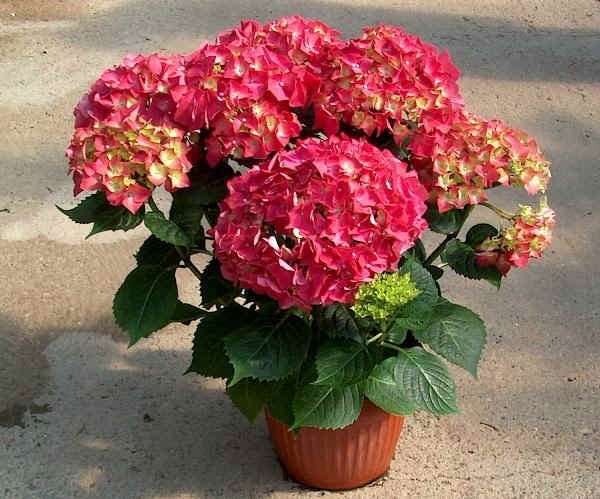 Hydrangea Tea Time™ Red - Ladybird Nursery