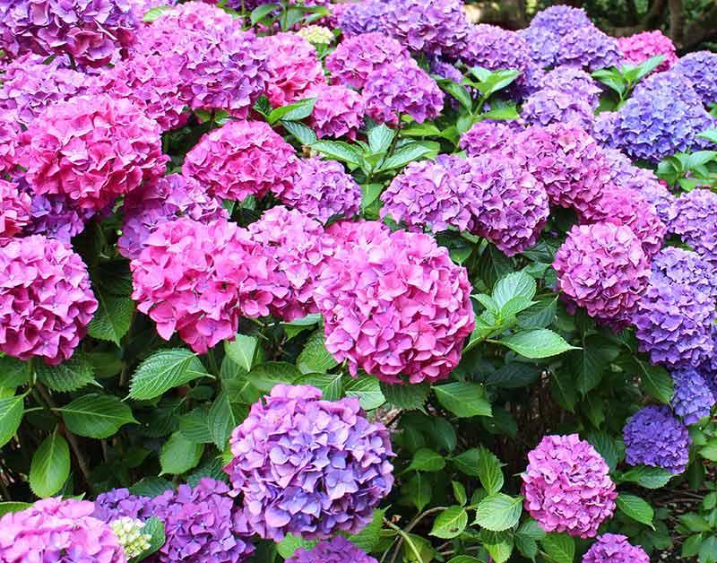 Hydrangea Purple