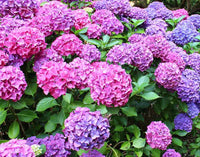 Hydrangea Purple