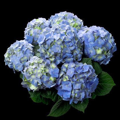 Hydrangea Tea Time Blue
