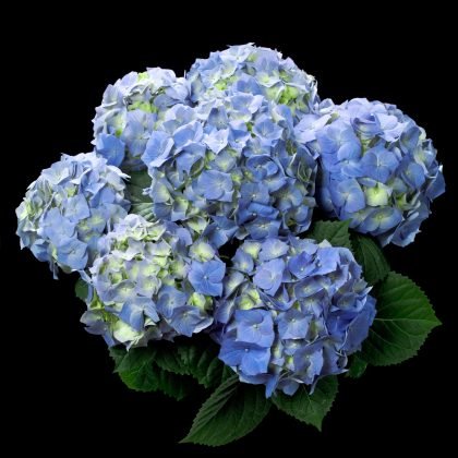 Hydrangea Tea Time Blue - Ladybird Nursery