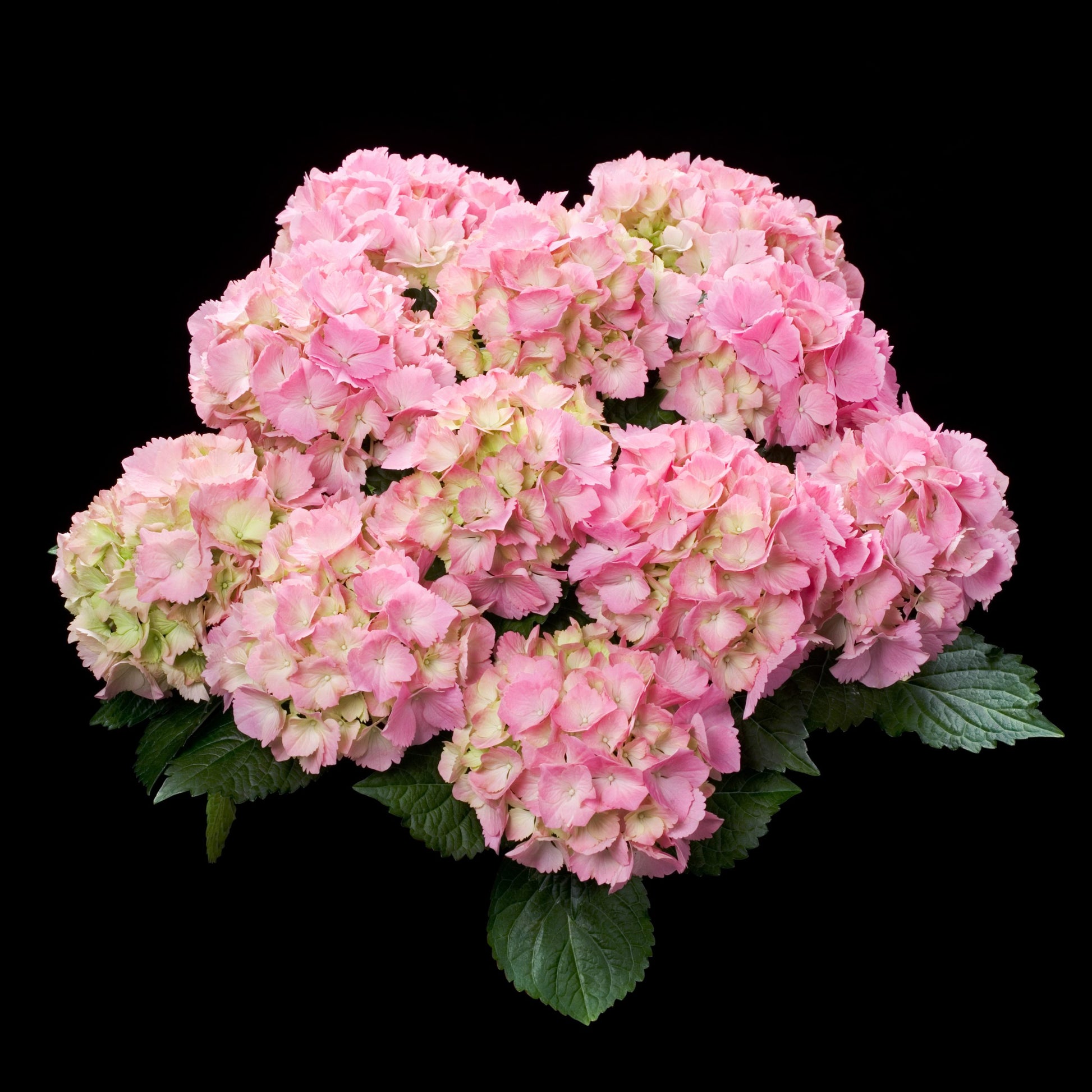 Hydrangea Tea Time™ Pink Sensation Medium Pink