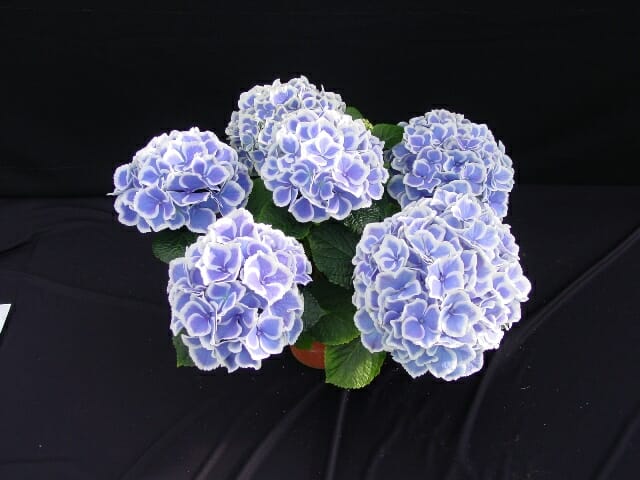 Hydrangea Tea Time Blue
