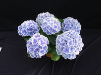 Hydrangea Tea Time Blue