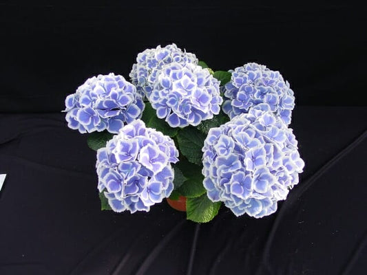Hydrangea Tea Time Blue