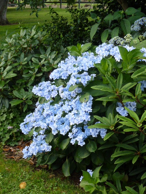 Hydrangea OBSIDIAN Storm Cloud