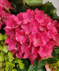 Hydrangea Tea Time™ Red - Ladybird Nursery