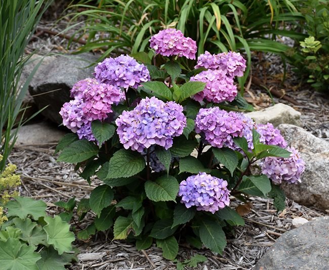 Hydrangea 'BloomStruck' Endless Summer® - Ladybird Nursery