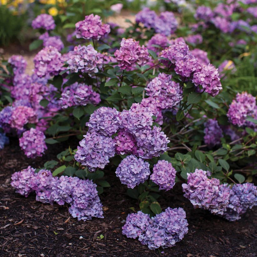 Hydrangea 'BloomStruck' Endless Summer® - Ladybird Nursery