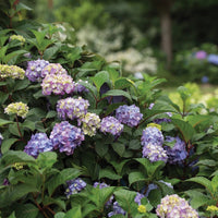 Hydrangea 'BloomStruck' Endless Summer® - Ladybird Nursery