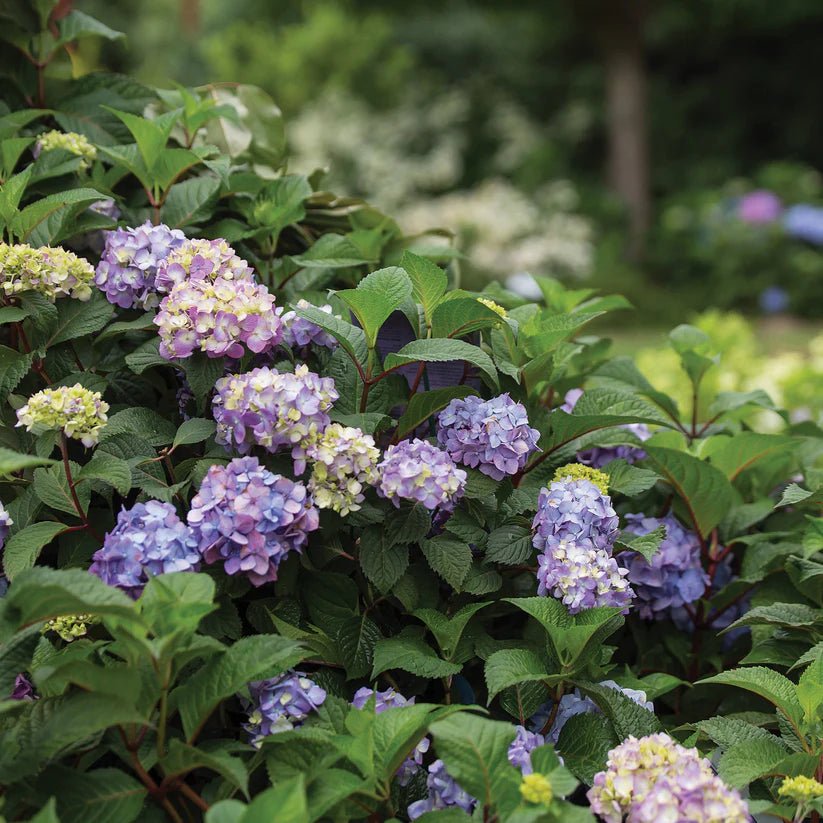 Hydrangea 'BloomStruck' Endless Summer® - Ladybird Nursery