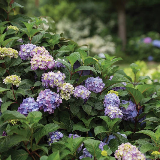 Hydrangea 'BloomStruck' Endless Summer® - Ladybird Nursery