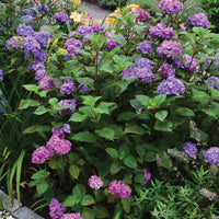 Hydrangea 'BloomStruck' Endless Summer® - Ladybird Nursery