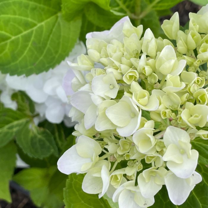 Hydrangea 'Blushing Bride' Endless Summer® - Ladybird Nursery