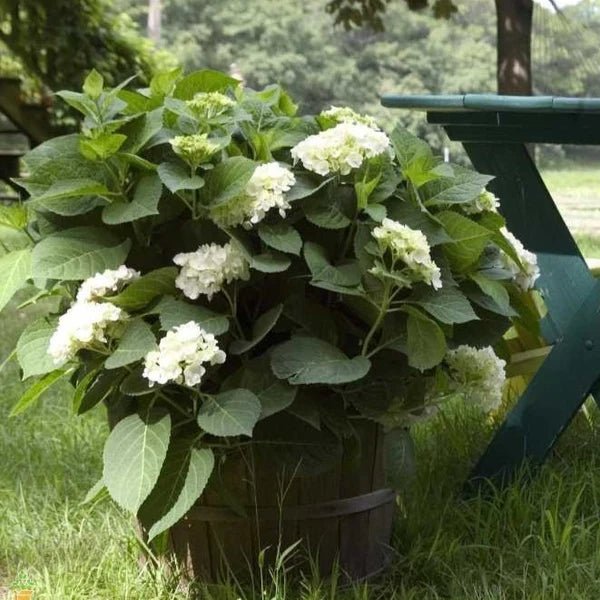 Hydrangea 'Blushing Bride' Endless Summer® - Ladybird Nursery