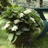 Hydrangea 'Blushing Bride' Endless Summer® - Ladybird Nursery