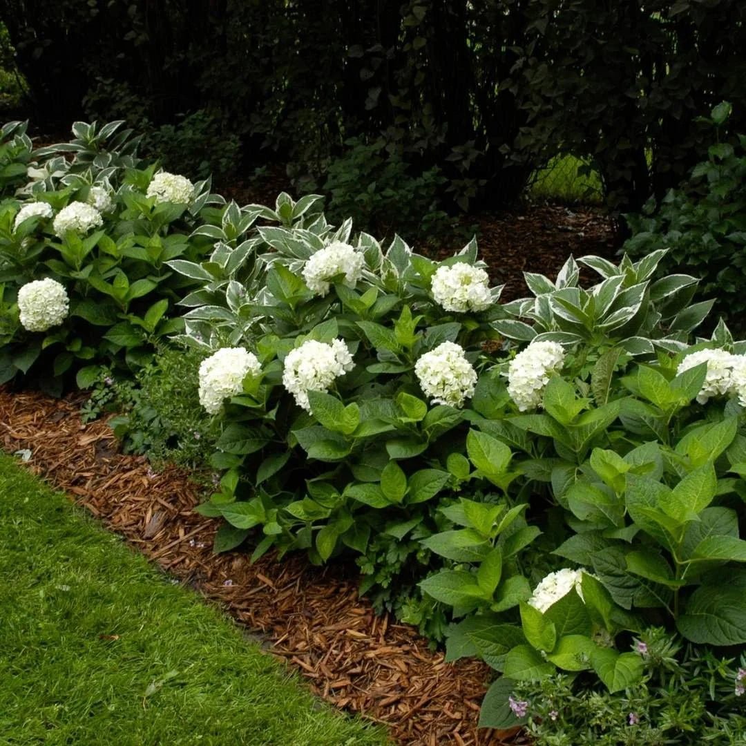 Hydrangea 'Blushing Bride' Endless Summer® - Ladybird Nursery