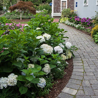 Hydrangea 'Blushing Bride' Endless Summer® - Ladybird Nursery