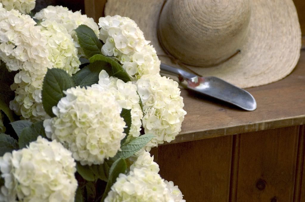 Hydrangea 'Blushing Bride' Endless Summer® - Ladybird Nursery
