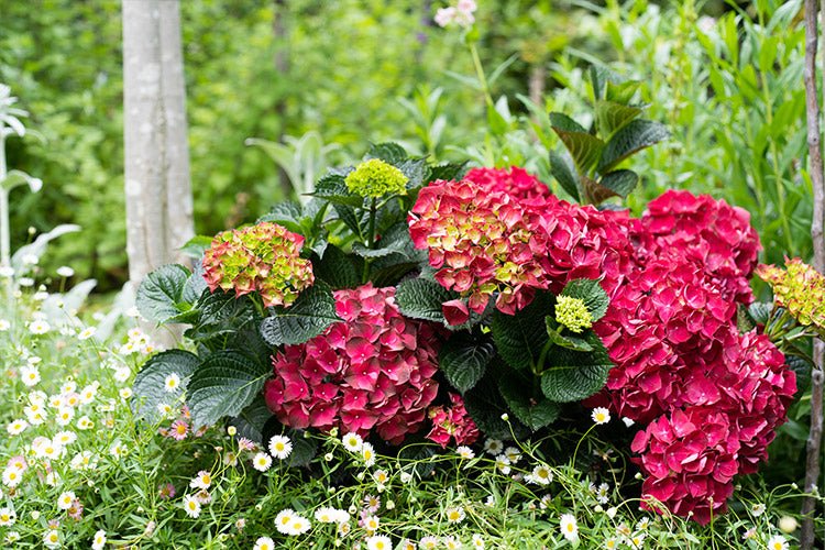 Hydrangea Magical 'Ruby Red' - Large - Ladybird Nursery