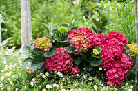 Hydrangea Magical 'Ruby Red' - Large - Ladybird Nursery