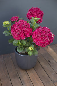 Hydrangea Magical 'Ruby Red' - Large - Ladybird Nursery