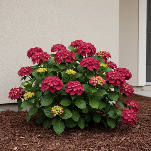 Hydrangea Magical 'Ruby Red' - Large