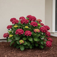 Hydrangea Magical 'Ruby Red' - Large