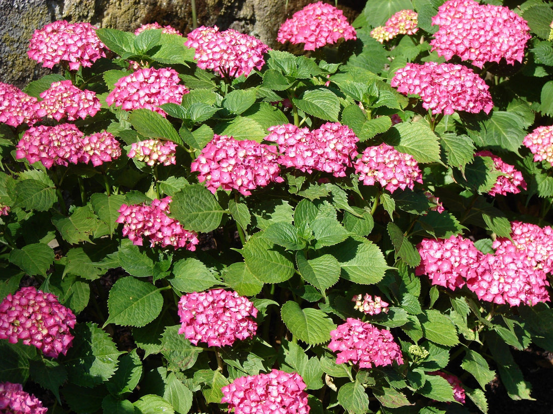Hydrangea Pink (Hydrangea spp.) - Ladybird Nursery