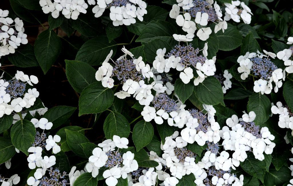 Bigleaf Hydrangea Lacecap White (Hydrangea macrophylla)