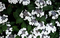 Bigleaf Hydrangea Lacecap White (Hydrangea macrophylla)