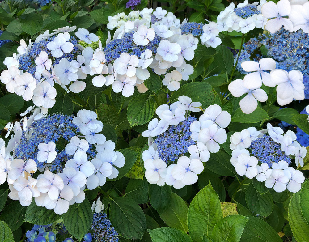 Bigleaf Hydrangea Lacecap White (Hydrangea macrophylla)