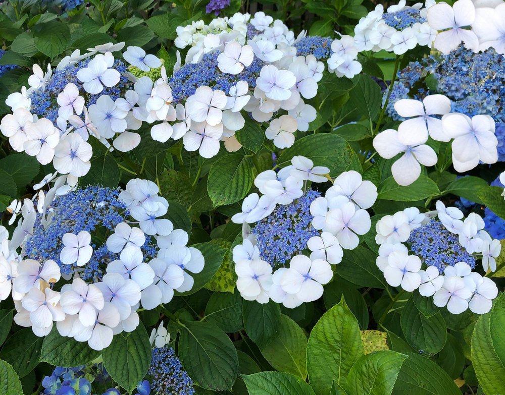 Bigleaf Hydrangea Lacecap White (Hydrangea macrophylla) - Ladybird Nursery