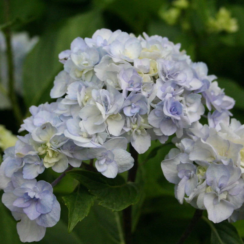 Bigleaf Hydrangea Setsuka - yea (Hydrangea macrophylla)