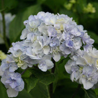 Bigleaf Hydrangea Setsuka - yea (Hydrangea macrophylla)