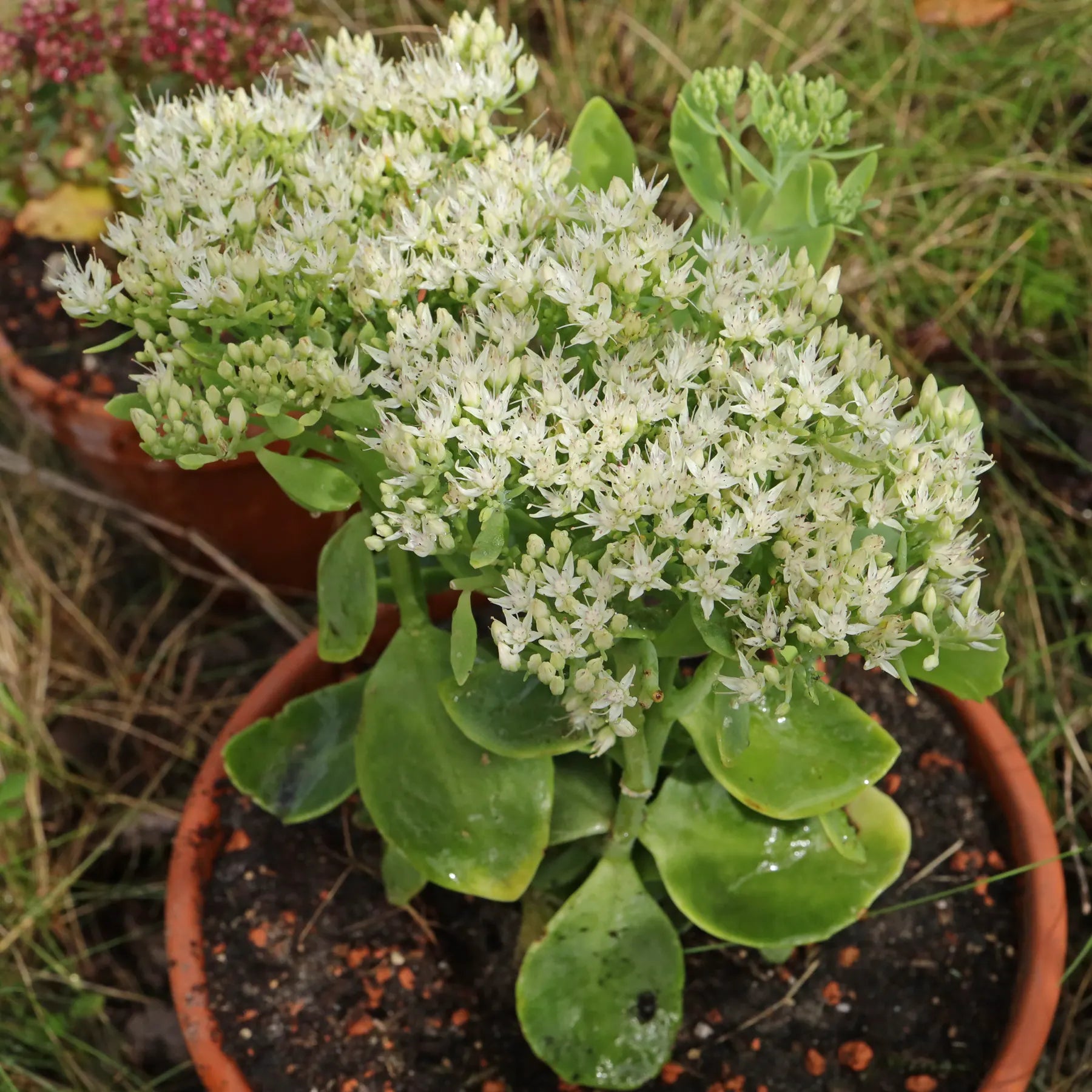 Stonecrop Iceberg (Sedum spectabile) - Ladybird Nursery