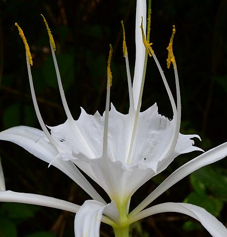 Spider Lily Beach (Hymenocallis littoralis)