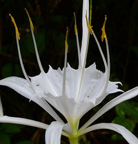 Spider Lily Beach (Hymenocallis littoralis)