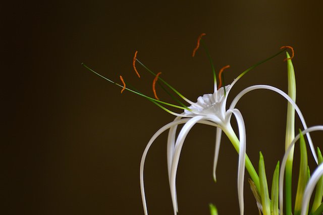 Spider Lily Green Tinge (Hymenocallis speciosa)