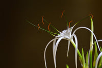 Spider Lily Green Tinge (Hymenocallis speciosa)